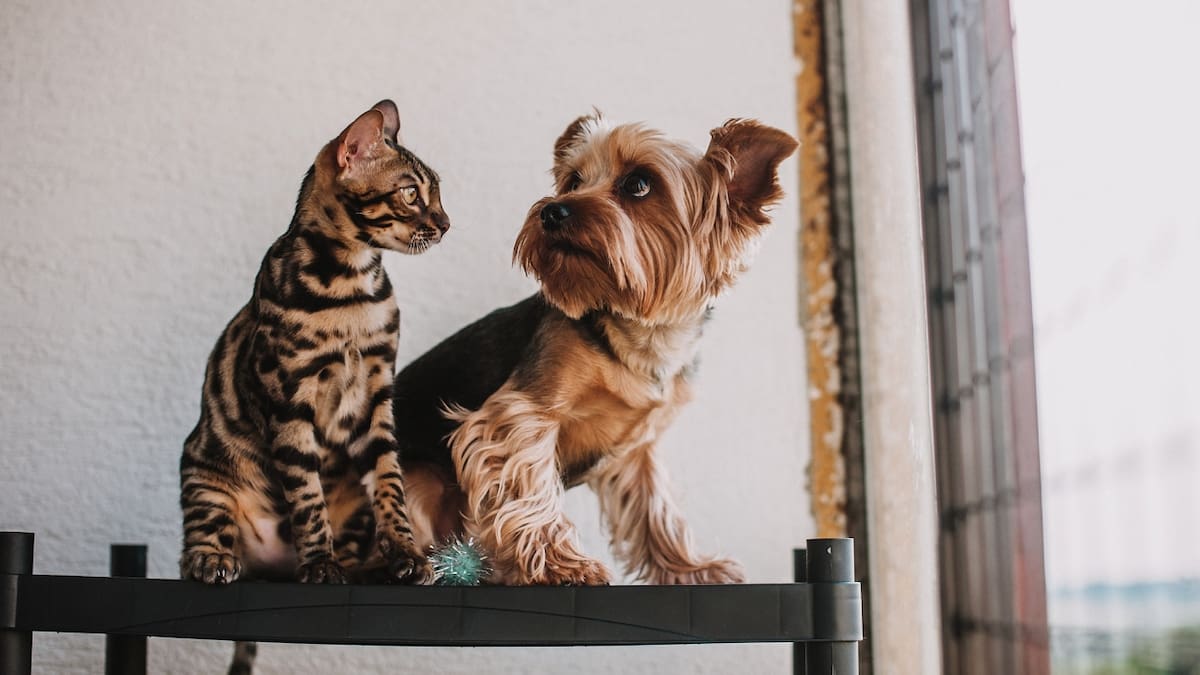 Elimina los olores de orina de tus mascotas con este truco casero