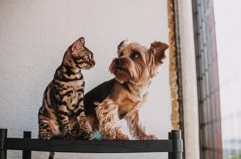 Elimina los olores de orina de tus mascotas con este truco casero