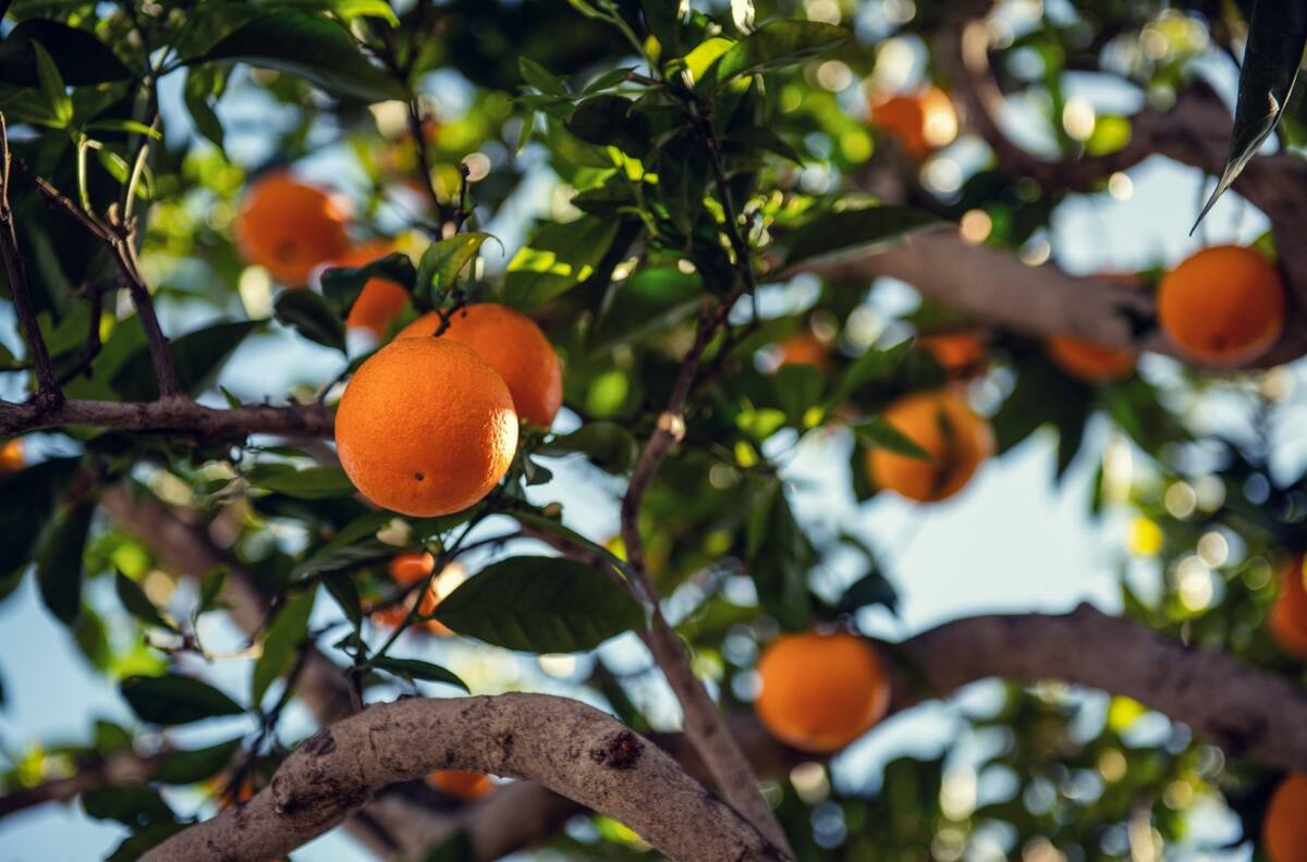 Reciclaje en el jardín: el poder repelente de las cáscaras de naranja