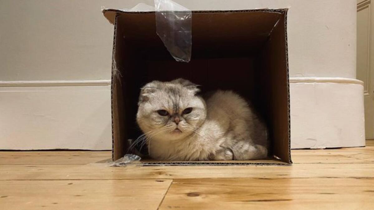 Taylor Swift es dueña de la tercera mascota más millonaria del mundo