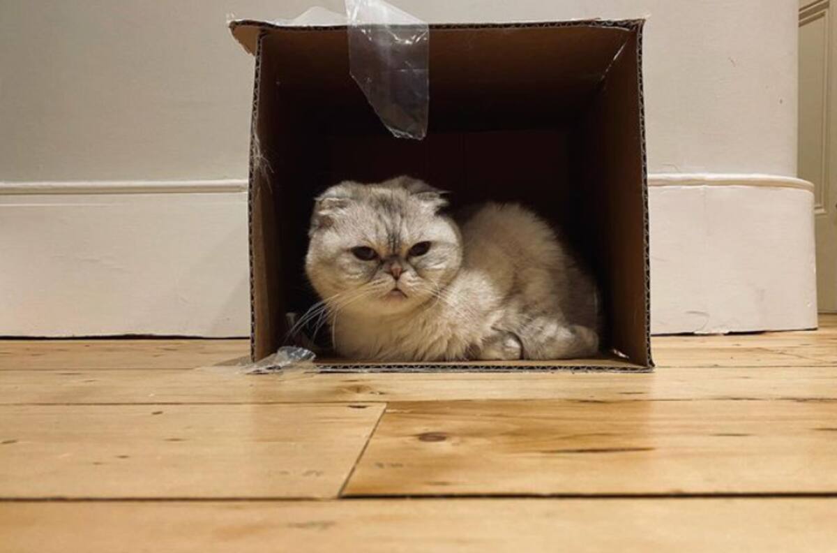 Taylor Swift es dueña de la tercera mascota más millonaria del mundo