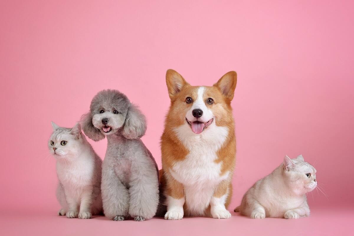 Para descubrir el rol que tu mascota juega en tu vida solo debes conseguir su vibración numérica. - Créditos: Pixabay
