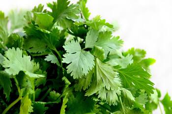 Aprovecha botellas y vasos plásticos para cultivar perejil en tu propio huerto portátil