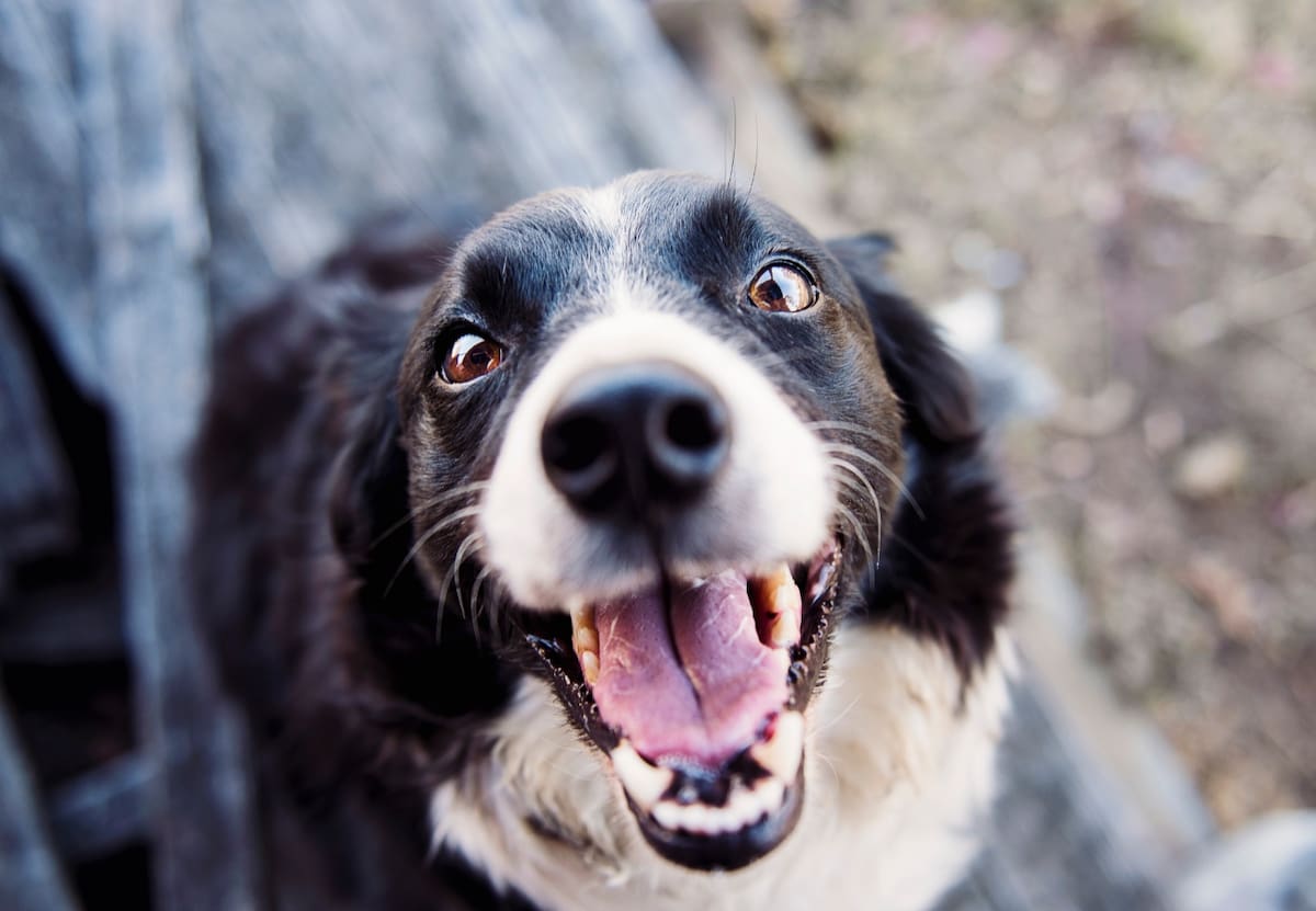 Los perros también son capaces de secretar lágrimas emocionales.