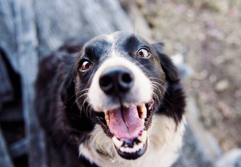 Los perros también son capaces de secretar lágrimas emocionales.