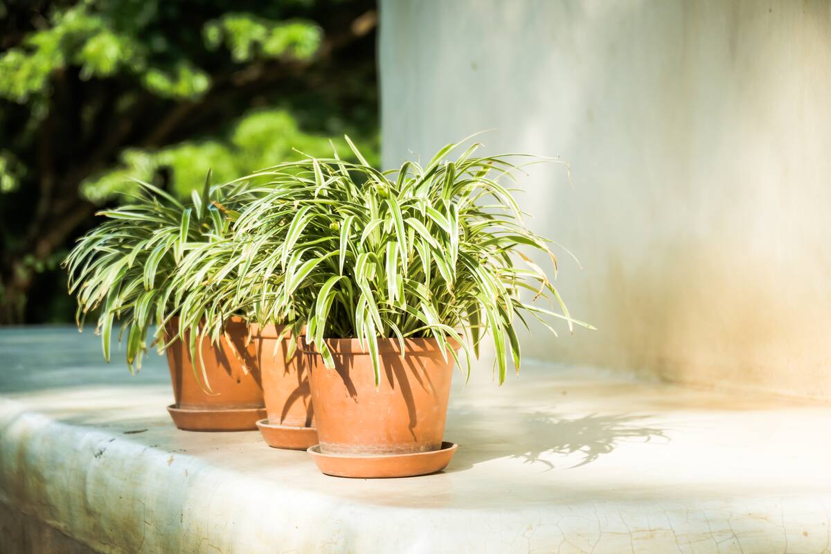 Las 'Planta araña' son perfectas para macetas colgantes.