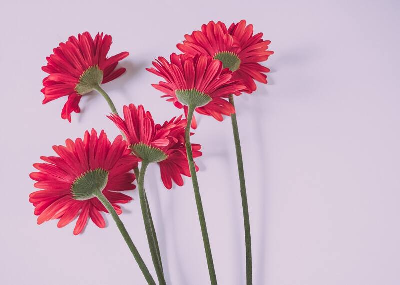 Segun el Feng Shui deberias evita tener plantas artificiales.