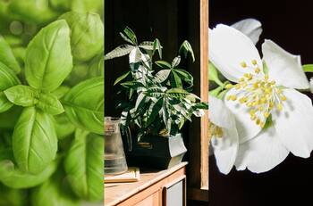 ¡Llama a la prosperidad!: Estas son las plantas que atraen abundancia a tu hogar