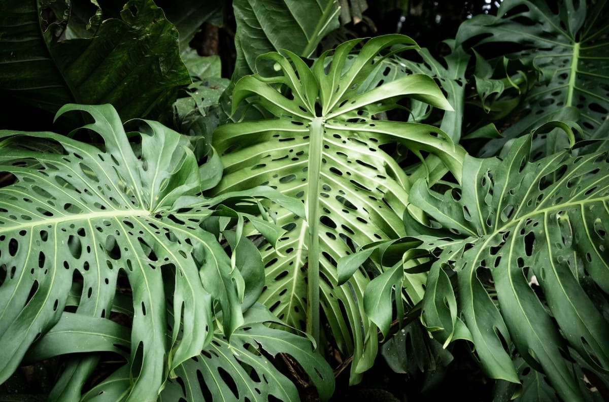 Descubre las plantas que deberías quitar del interior de tu hogar por tu seguridad