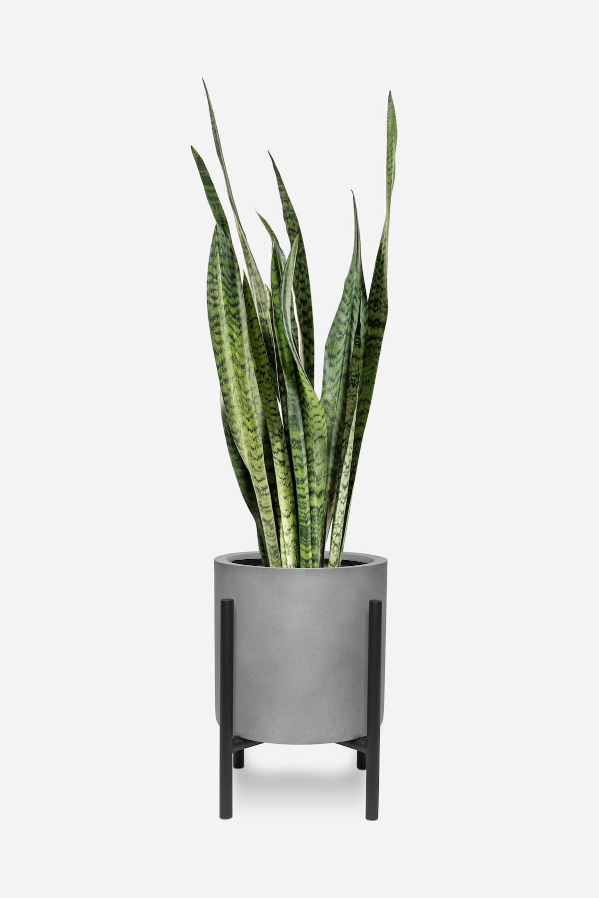 La lengua de suegra es una planta hermosa para decorar, pero tiene elementos tóxicos.