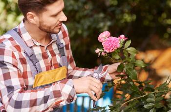 El arte de la poda: cómo mantener tus ROSAS saludables y hermosas