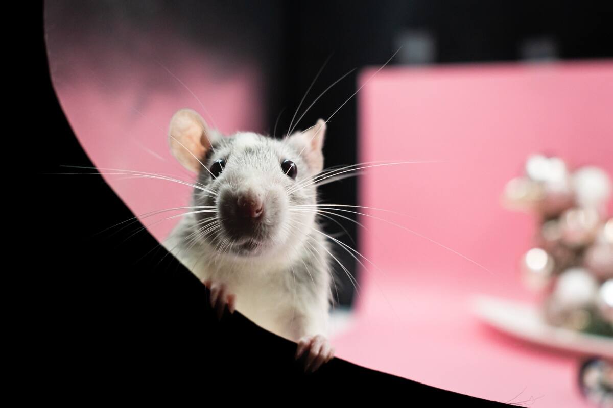 Soñar con ratas tiene múltiples significados según el contexto y aquí te explicamos los más comunes.