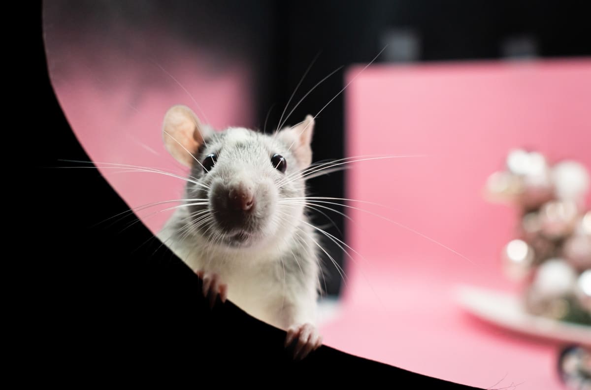 Interpretación de los sueños: descifrando el significado de soñar con ratas