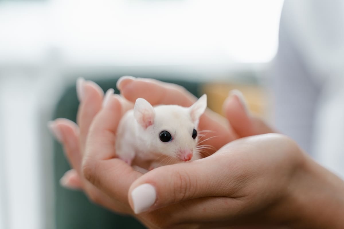 Las ratas blancas están asociadas a la pureza