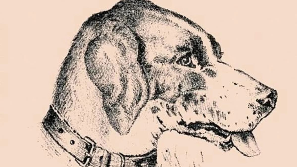 Reto Visual: Encuentra al hombre dentro del perro - Créditos: Pinterest