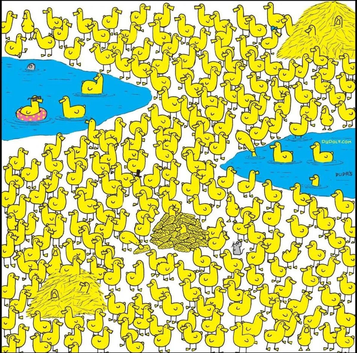 Reto visual: Encuentra al pollito escondido entre los patos - Créditos: Internet