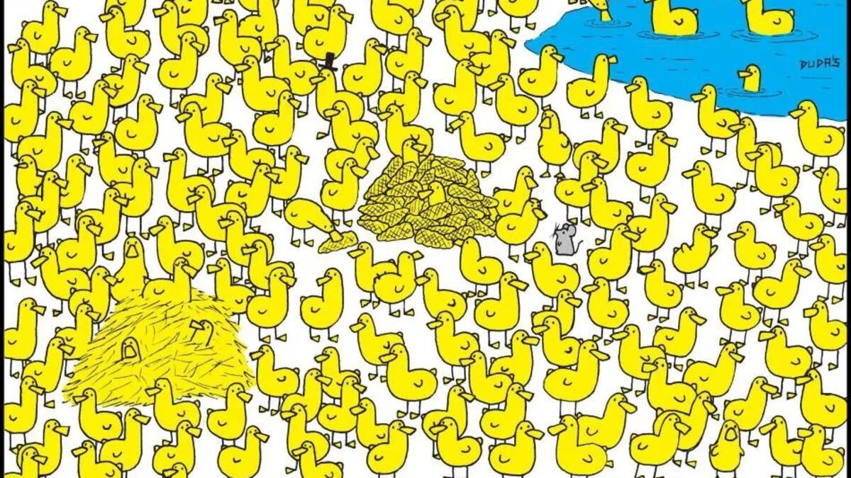 Reto visual: Encuentra al único pollito perdido entre los patos