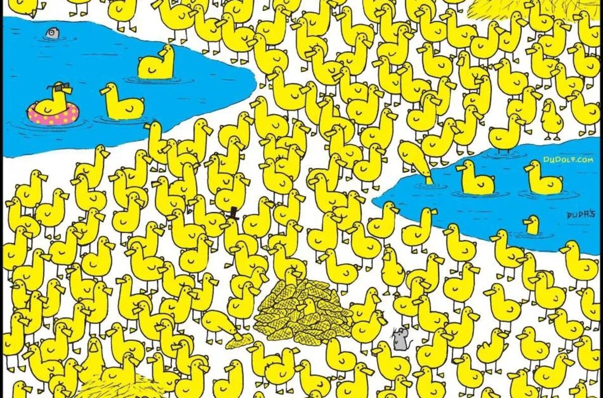Reto visual: Encuentra al único pollito perdido entre los patos
