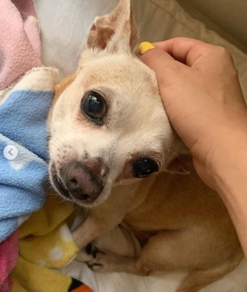 Rocky era parte de la familia y tenía 13 años - Créditos: Instagram