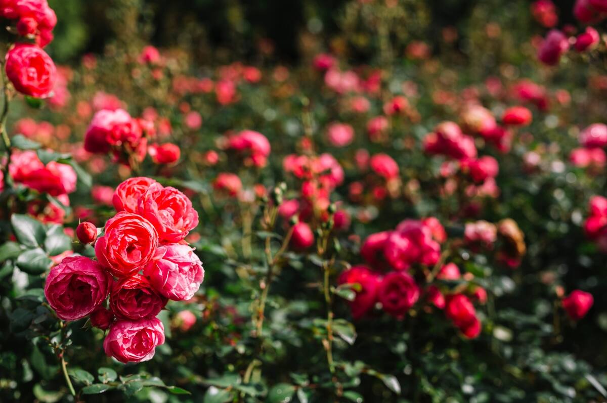 Para hacer floreces tus rosas en todo su esplendor, la poda es fundamental.