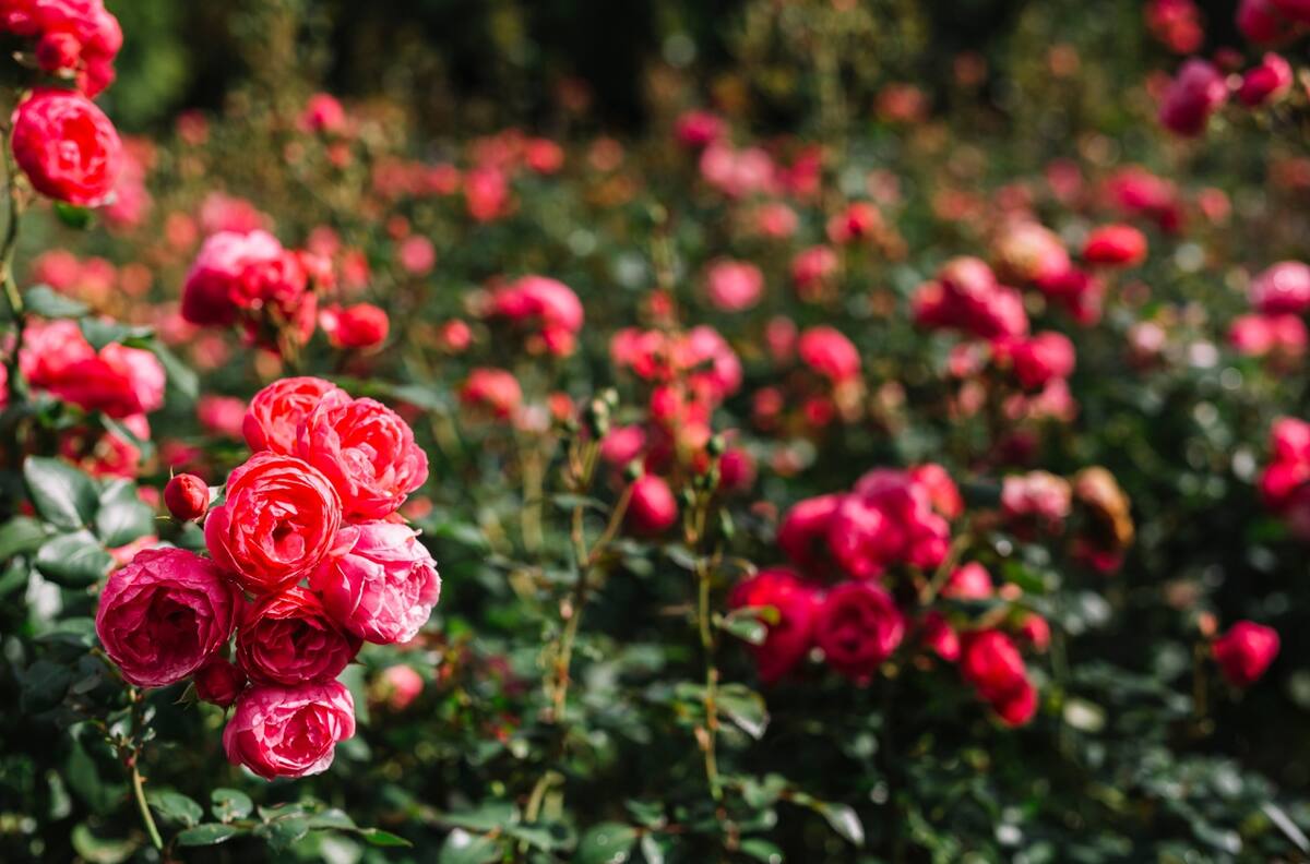 Cómo cuidar las rosas para un florecimiento DESLUMBRANTE