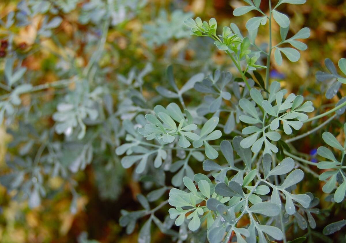 La planta de ruda es excelente para alejar insectos y atraer la abundancia y fortuna a tu hogar.