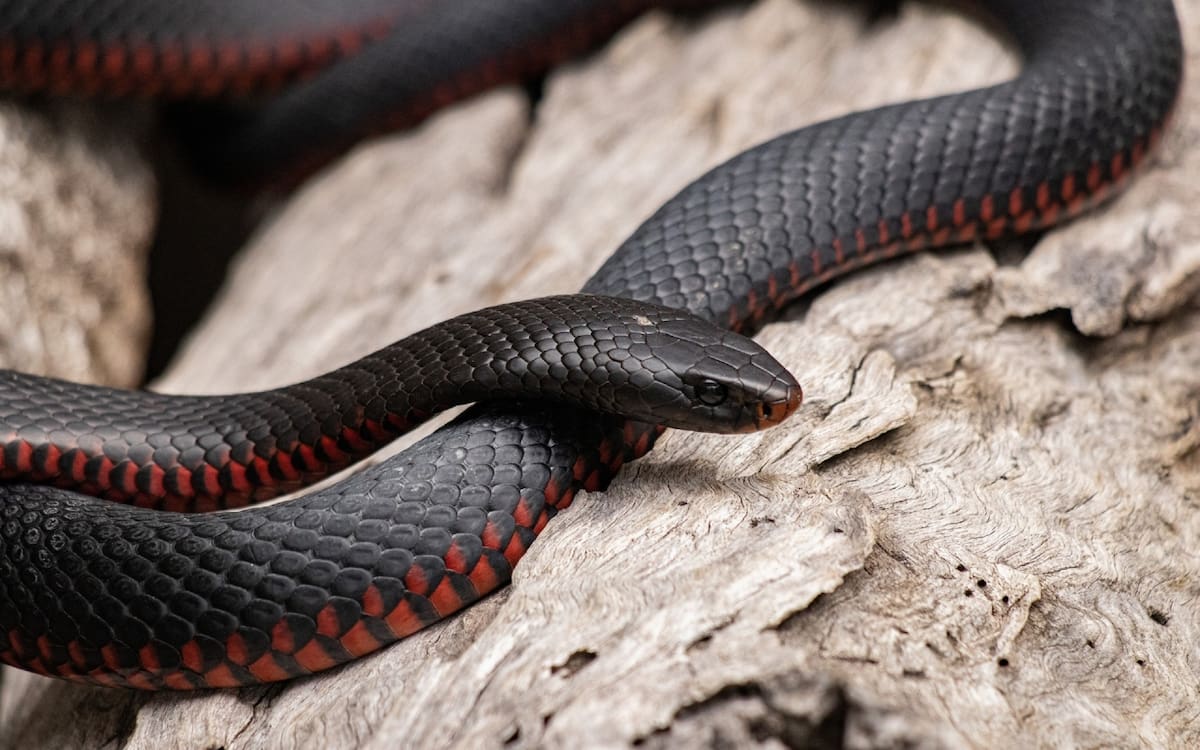 La forma en que te relacionas con la serpiente en tu sueño es clave para realizar una interpretación más certera.