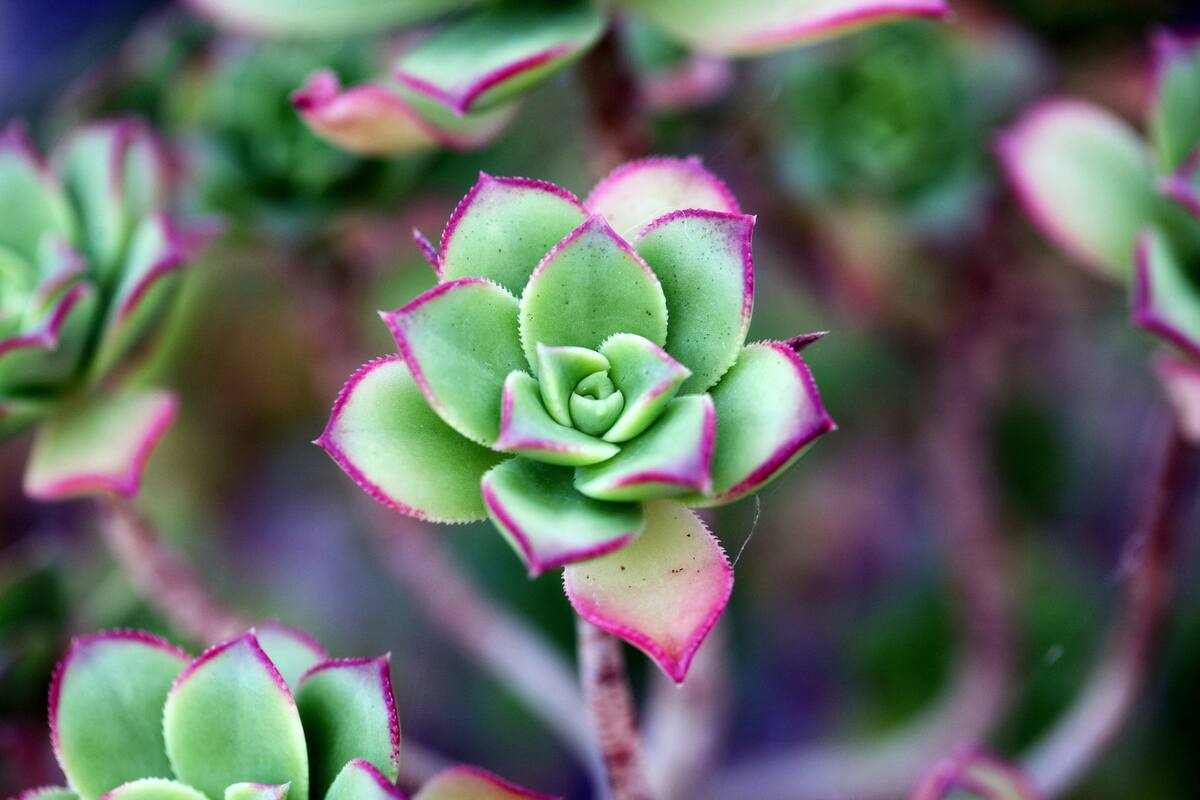 Plantas para decorar el interior o el exterior de tu casa y darle vida a tu entorno.