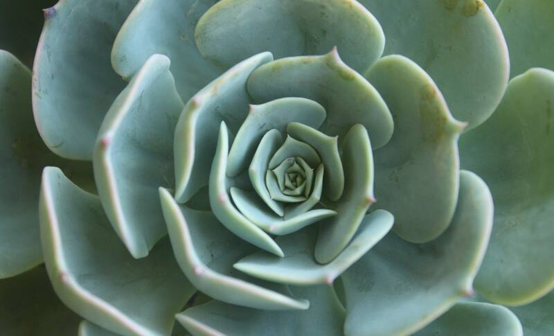 Plantas grandes para darle vida a tu casa y decorar el exterior.