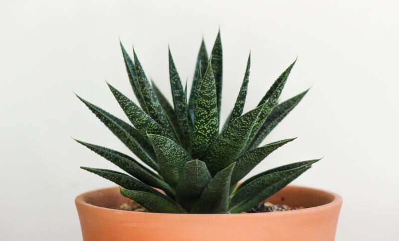 Plantas pequeñas para decorar el interior de tu casa y darle vida a tu entorno.