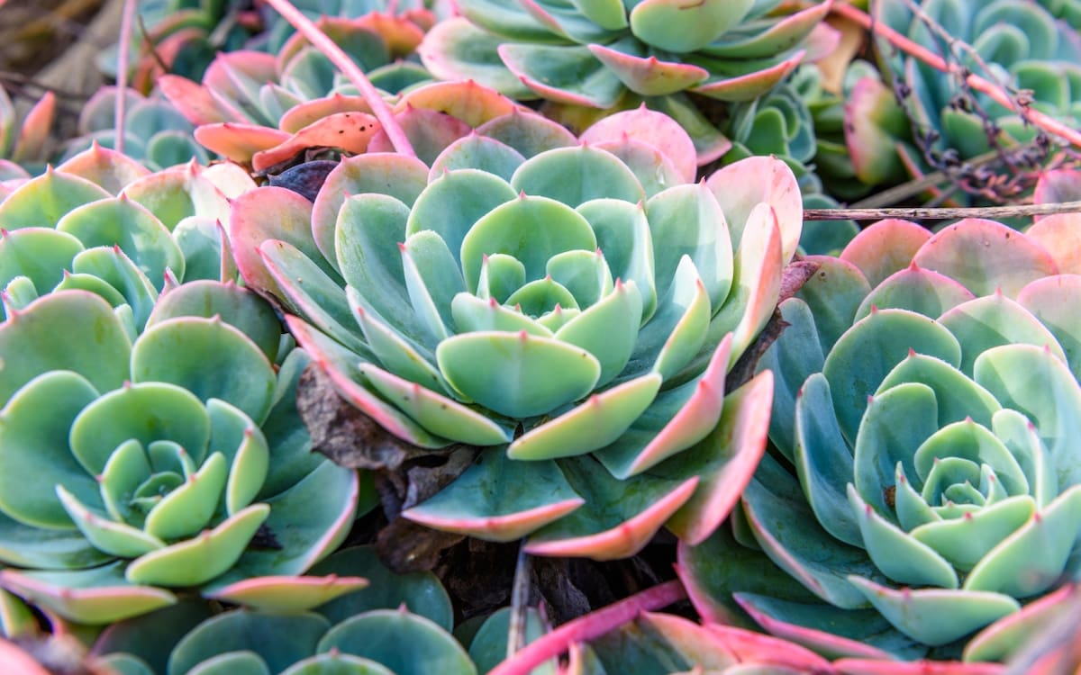 Las suculentas con bordes de colores son amantes del sol.