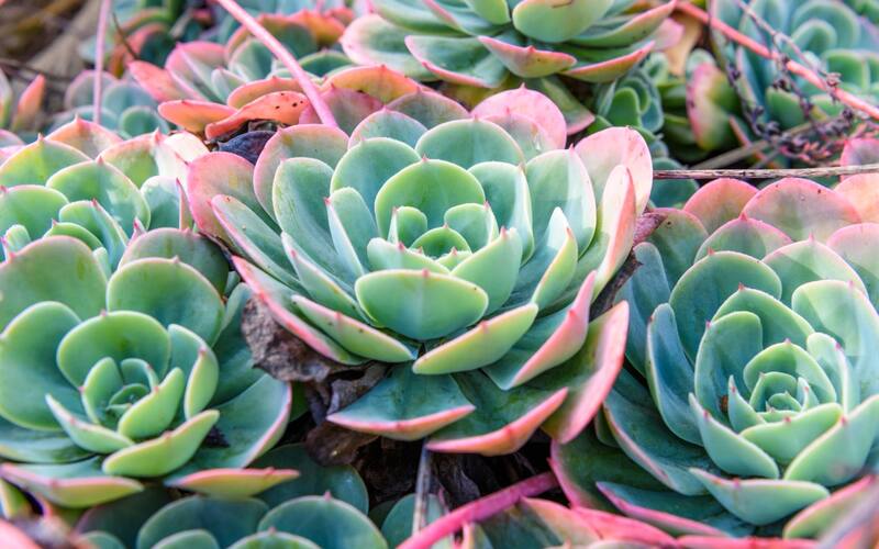 Las suculentas con bordes de colores son amantes del sol.