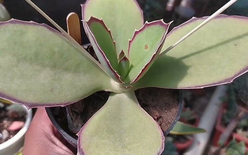 Las suculentas con bordes de colores son amantes del sol.