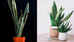 ¿Calor en casa? La lengua de suegra puede ser tu solución