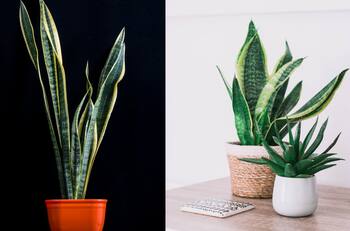 ¿Calor en casa? La lengua de suegra puede ser tu solución