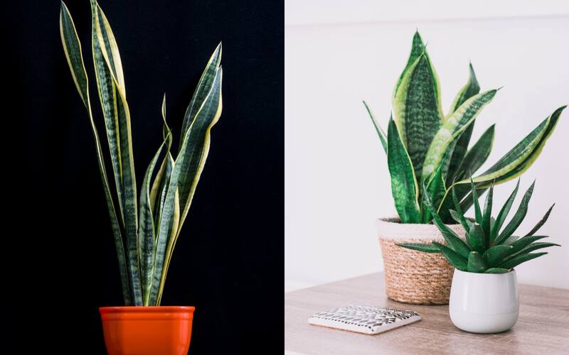 Suculentas 'Lengua de suegra'