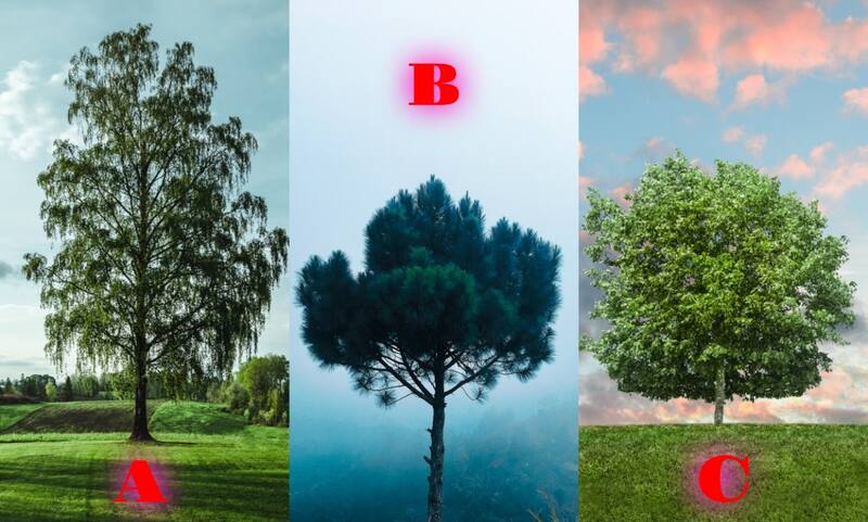 Elige un árbol para saber qué tipo de apreciación tienes hacia el pasado.