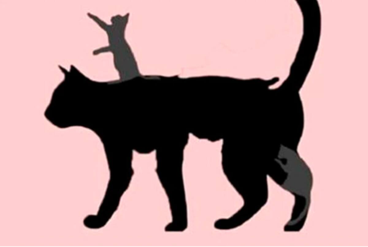 Test de personalidad: ¿Cuántos gatos ves en esta imagen? - Créditos: mdzol.com