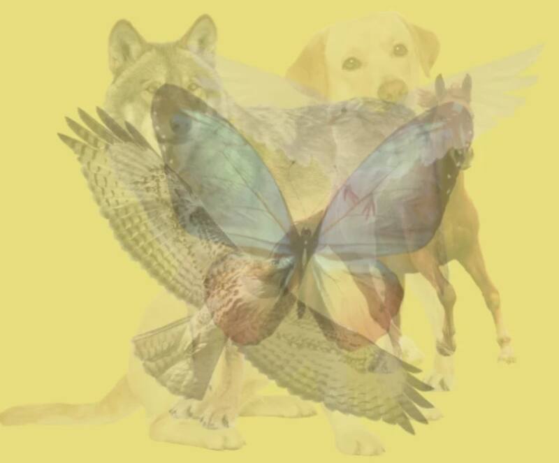 El primer ser vivo que llame tu atención en la imagen revela algo importantísimo sobre tu personalidad.