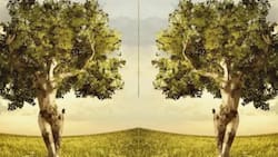 Test de personalidad: El test visual que revela tu atractivo único