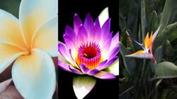 Test de personalidad de las flores: Un viaje hacia tu subconsciente