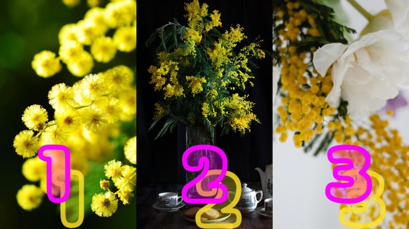 Descubre cual es tu personalidad al elegir una de las tres imagenes de la flor del Aromo.