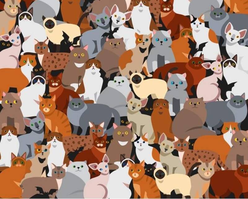 Encuentra al gato negro en la imagen.