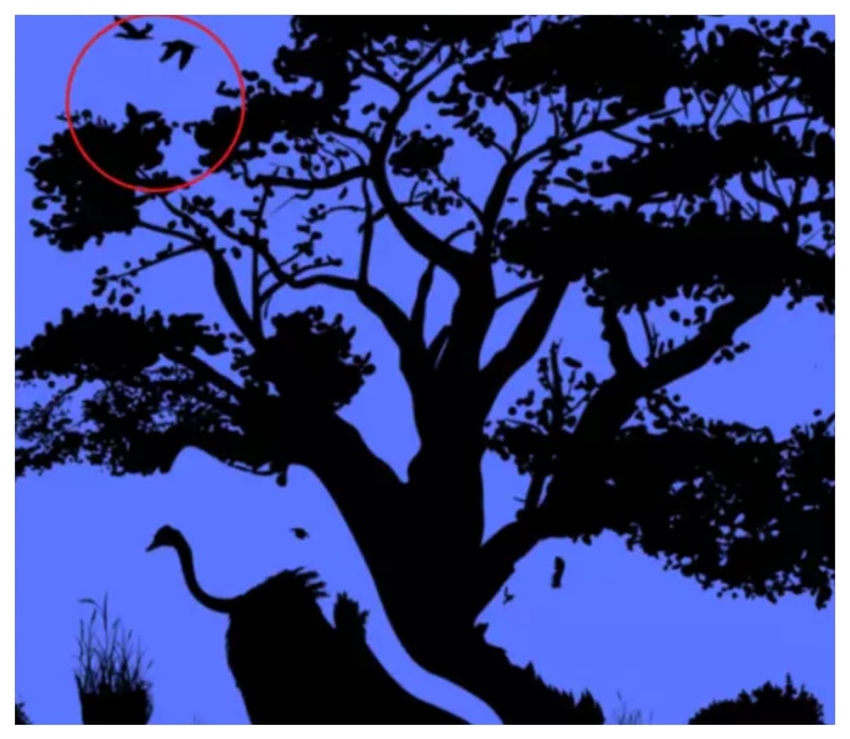 Test de inteligencia: las aves son la elección prioritaria.