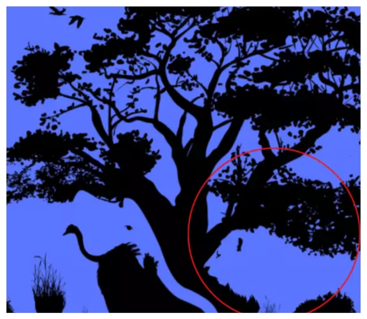 Test de inteligencia: el león como primera figura individualizada.