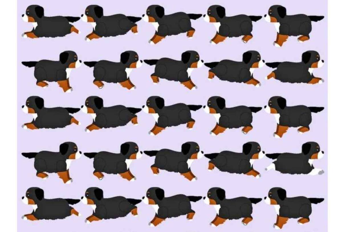 Encuentra al cachorro diferente en menos de 10 segundos.