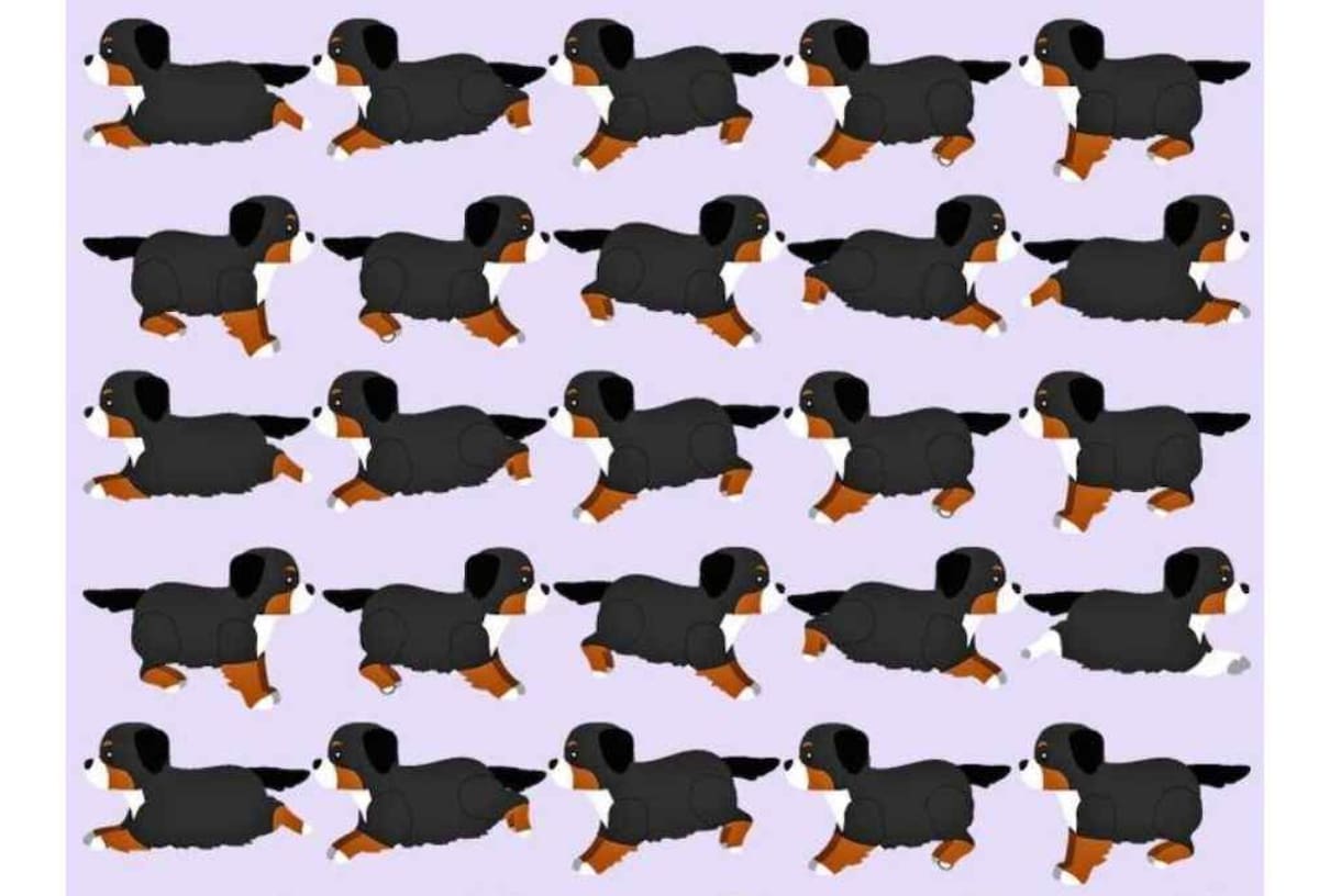 Encuentra al cachorro diferente en menos de 10 segundos.