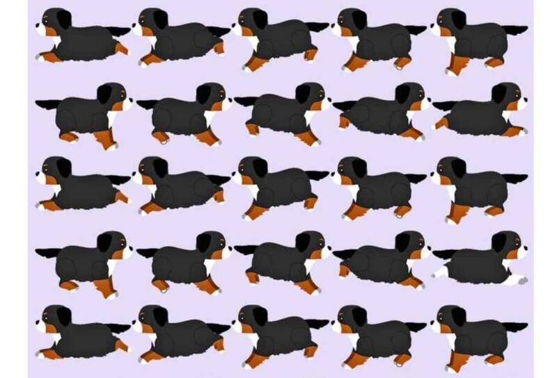 Encuentra al cachorro diferente en menos de 10 segundos.