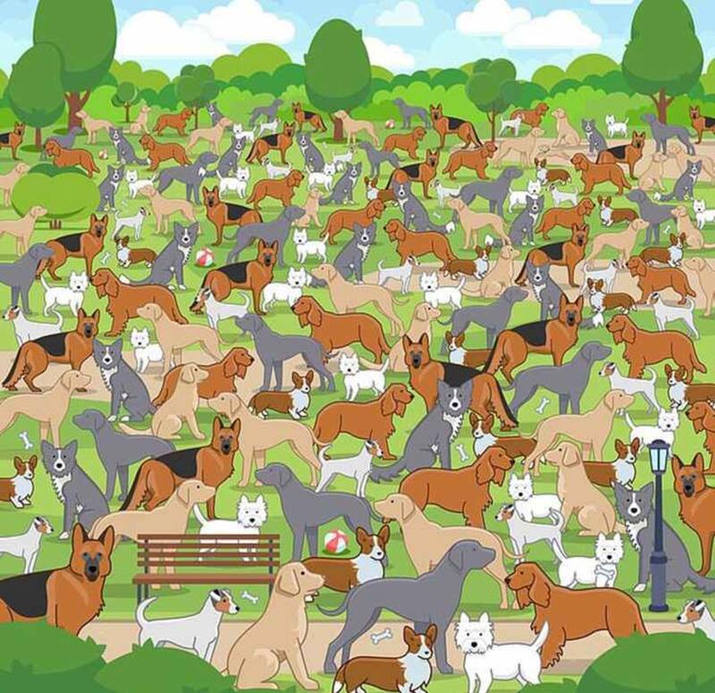 Encuentra al cachorro oculto entre los perros