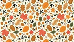 Test visual: el enigma del erizo